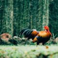 Waktu Yang Tepat Untuk Berjudi Sabung Ayam